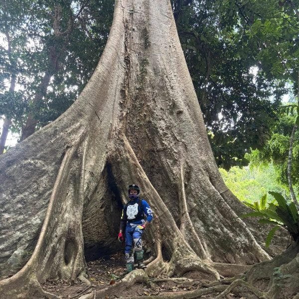 Enduro rider standing inside giant tropical tree roots during Krabi jungle trail ride